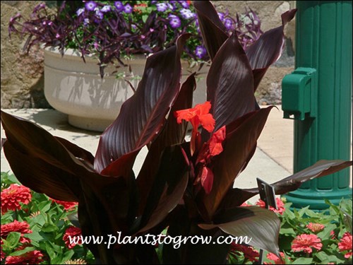 Canna Australia
Has very dark burgundy foliage and bright red flowers